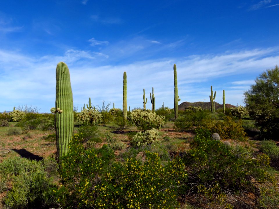 Organ Pipe Cactus NM in AZ