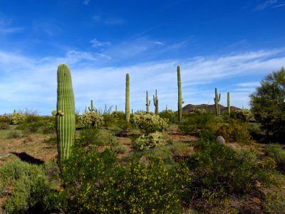 Organ Pipe Cactus NM in AZ