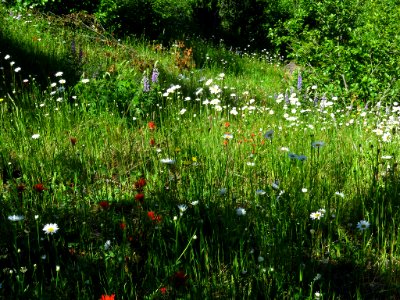 Wildflowers at Mt. St. Helens NM in Washington