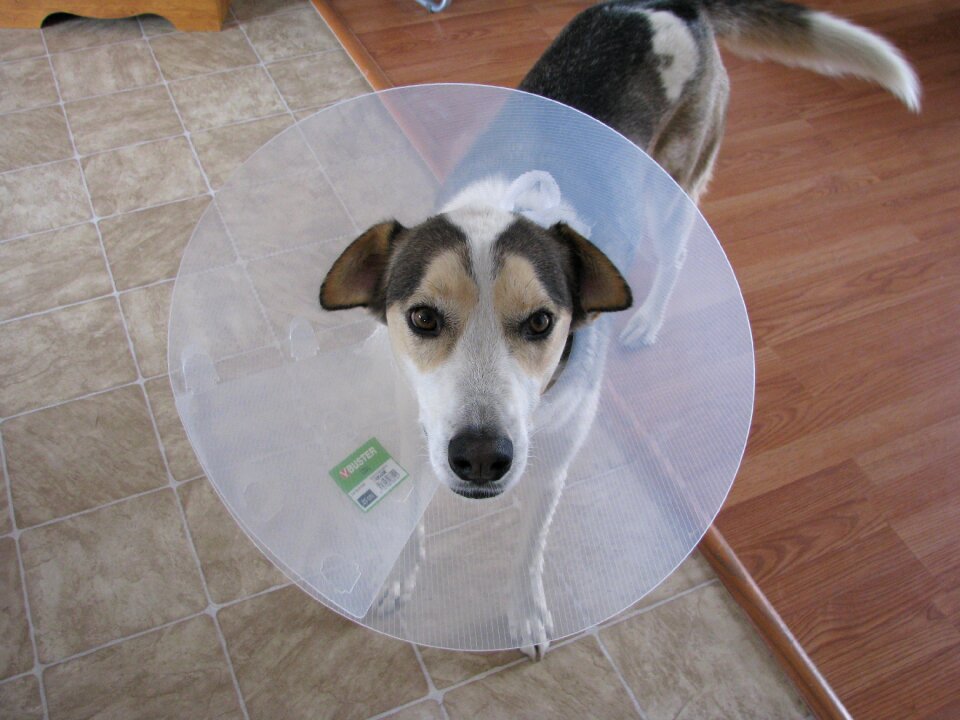 Dog patient portraint