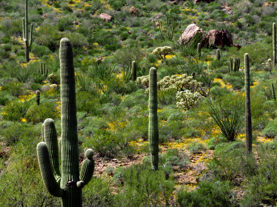 Organ Pipe Cactus NM in AZ