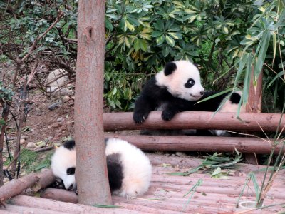 Baby panda profile trying to limb onto platform Giant Panda Breeding Center Chengdu China photo