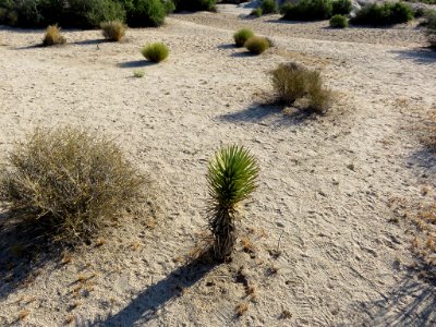 Joshua Tree NP in CA