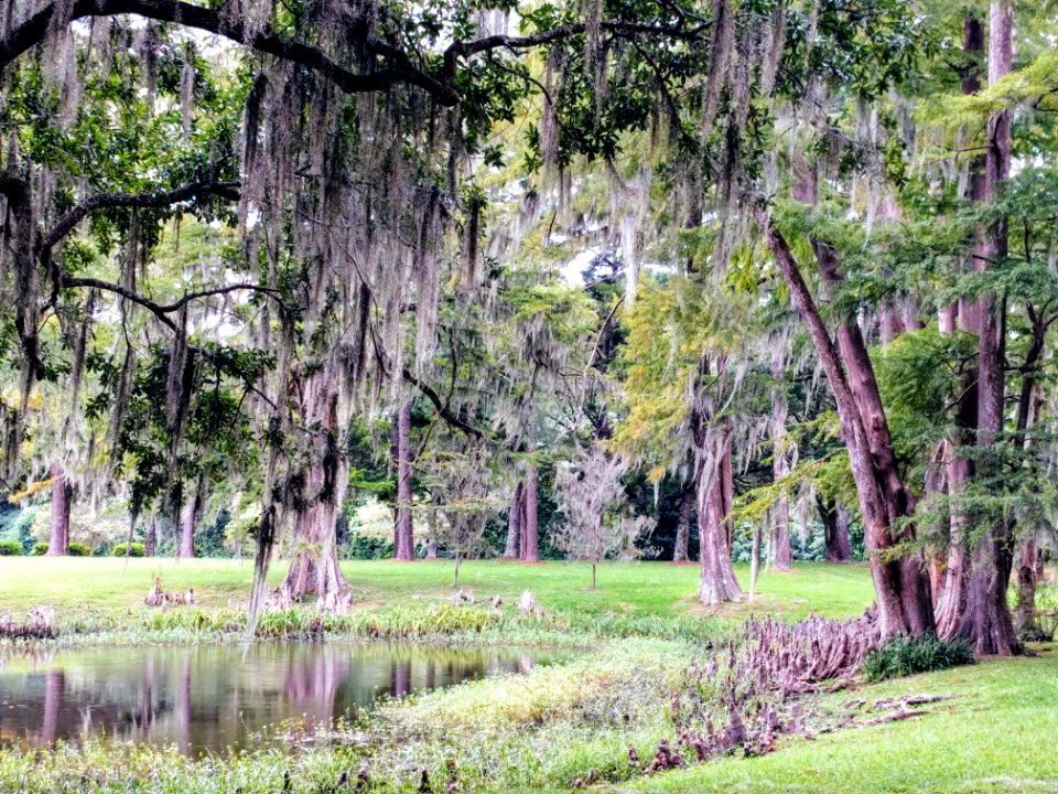 Spanish Moss and Tree Routes Natchez Mississippi