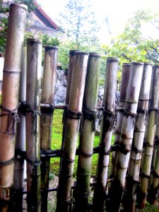 Bamboo Fence photo