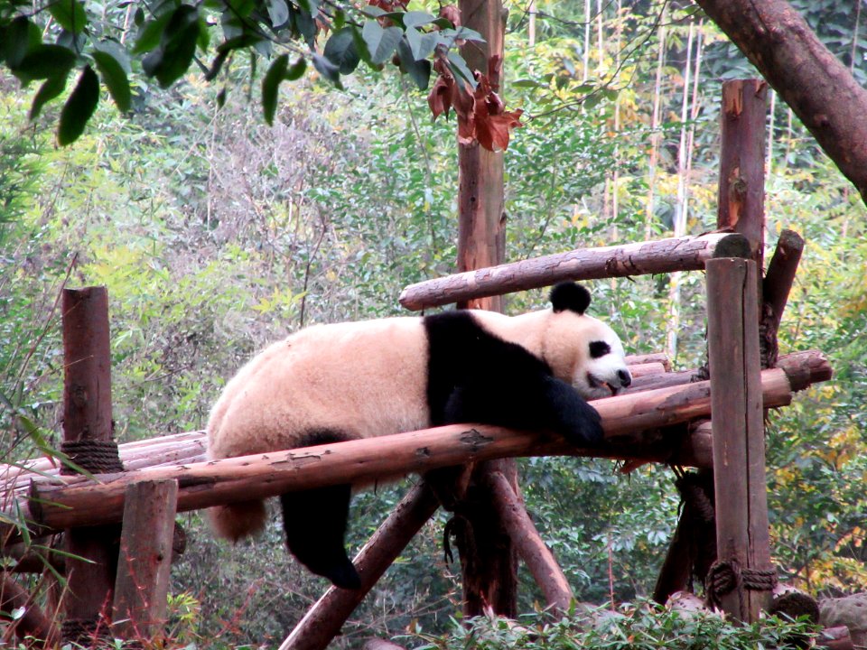 Resting panda Giant Panda Breeding Center Chengdu China