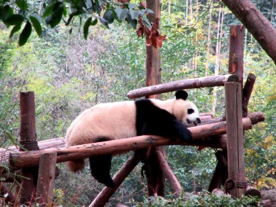 Resting panda Giant Panda Breeding Center Chengdu China