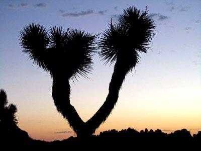 Sunset at Joshua Tree NP in CA
