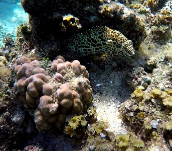 Speckled fish Yonehara Ishigaki Okinawa Japan
