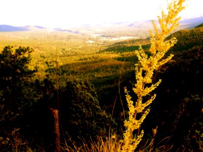 Golden View