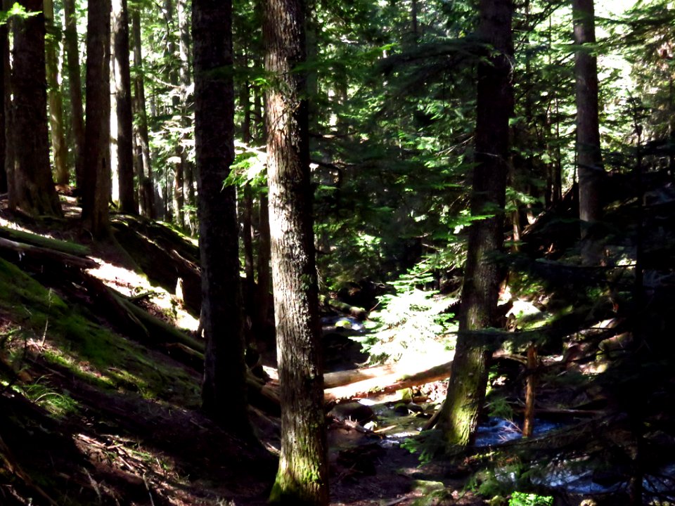 Ramona Falls Hike at Mt. Hood Wilderness in Oregon