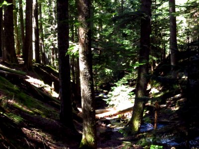 Ramona Falls Hike at Mt. Hood Wilderness in Oregon