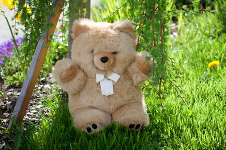 Teddy cuddly soft