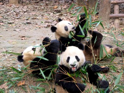 3 pandas eating one looking at me Giant Panda Breeding Center Chengdu China photo