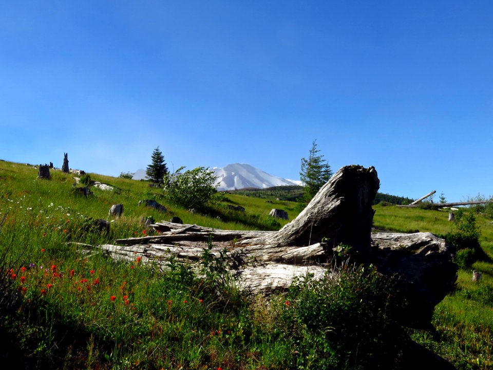 Coldwater Lake Trail at Mt. St. Helens NM in Washington