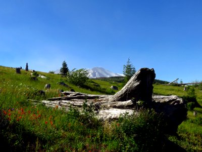 Coldwater Lake Trail at Mt. St. Helens NM in Washington