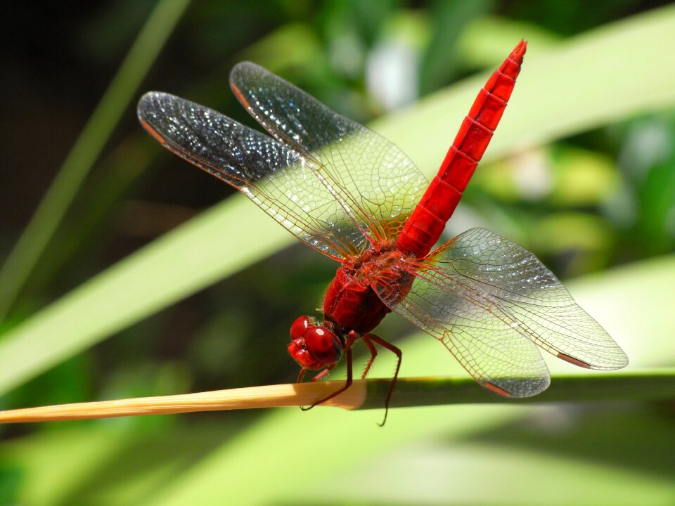 Bug macro white-tailed