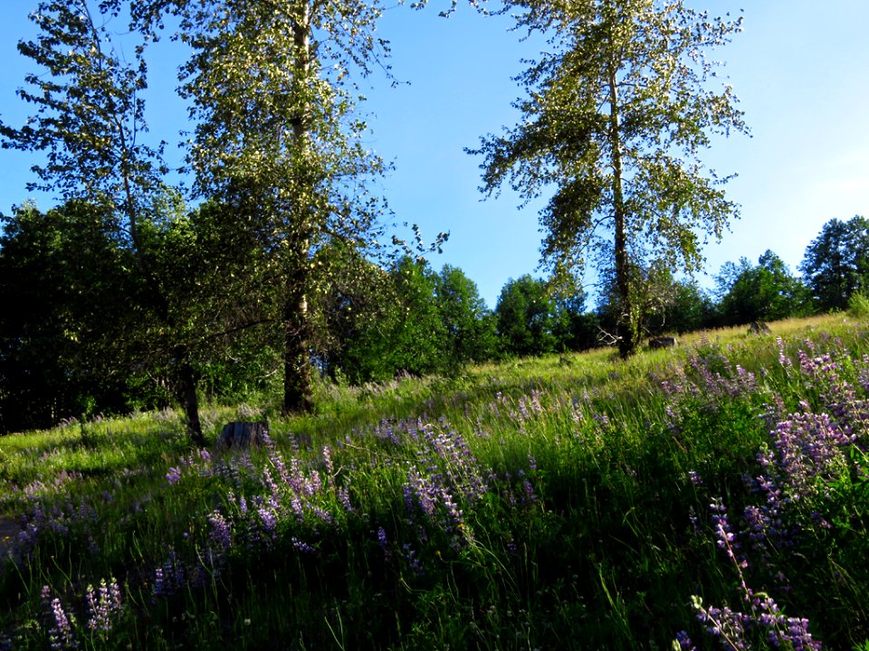 Coldwater Lake Trail at Mt. St. Helens NM in Washington