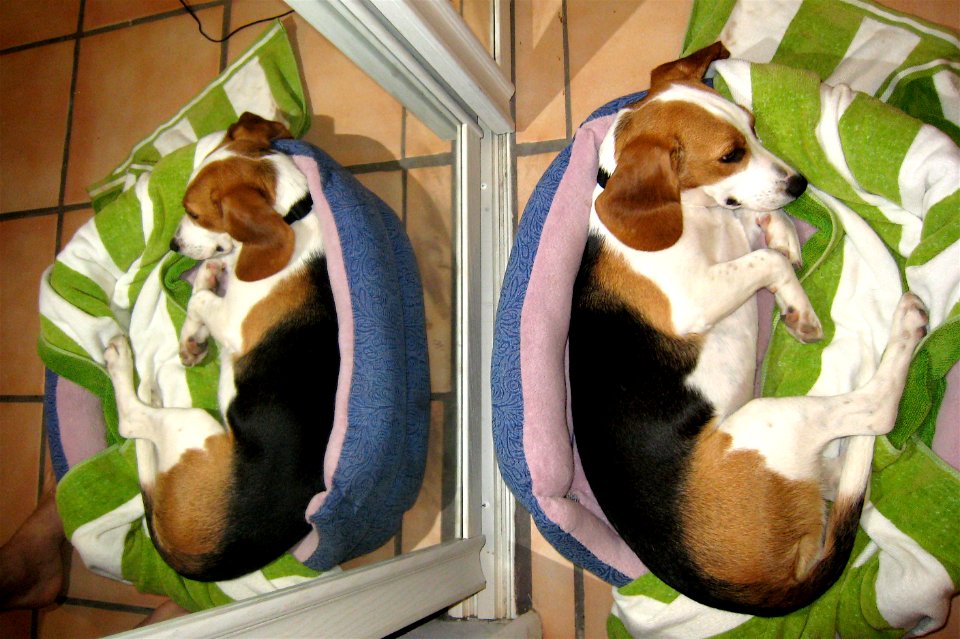 Two Beagles For One