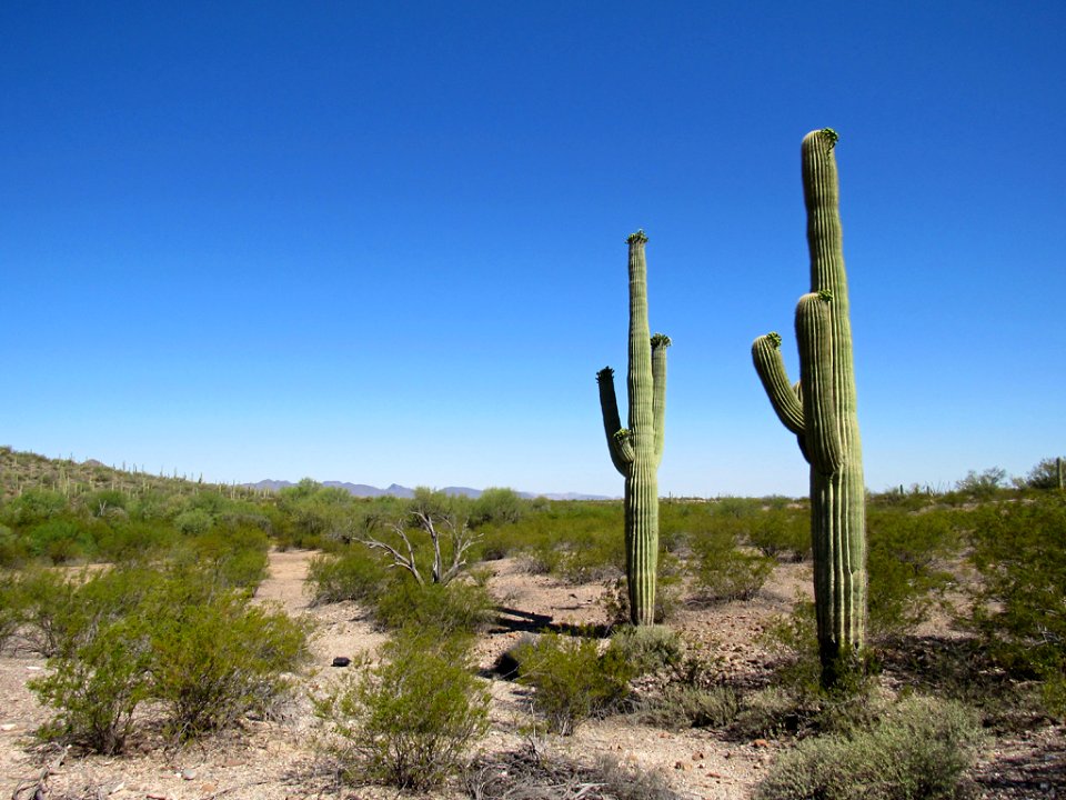 Organ Pipe Cactus NM in Arizona