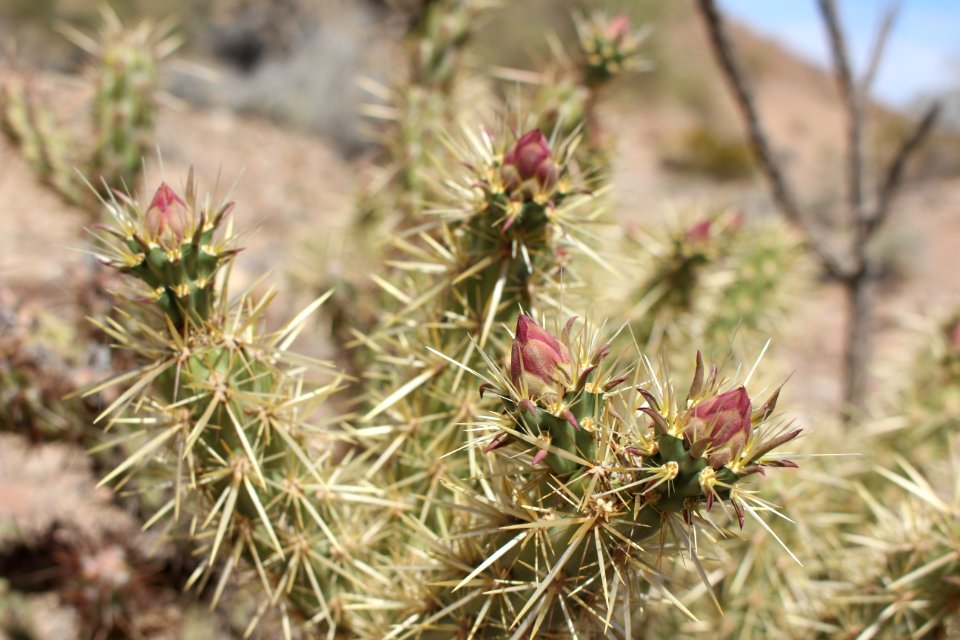 Cholla Blossoms, El Centro Field Office