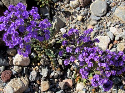 Wildflower Super Bloom at Death Valley NP in CA