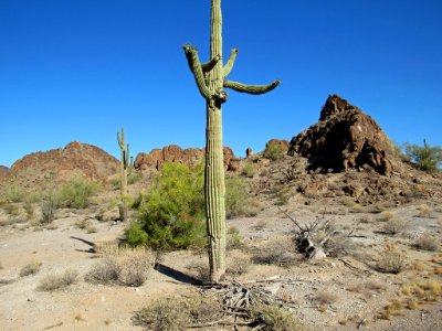 Organ Pipe Cactus NM in Arizona