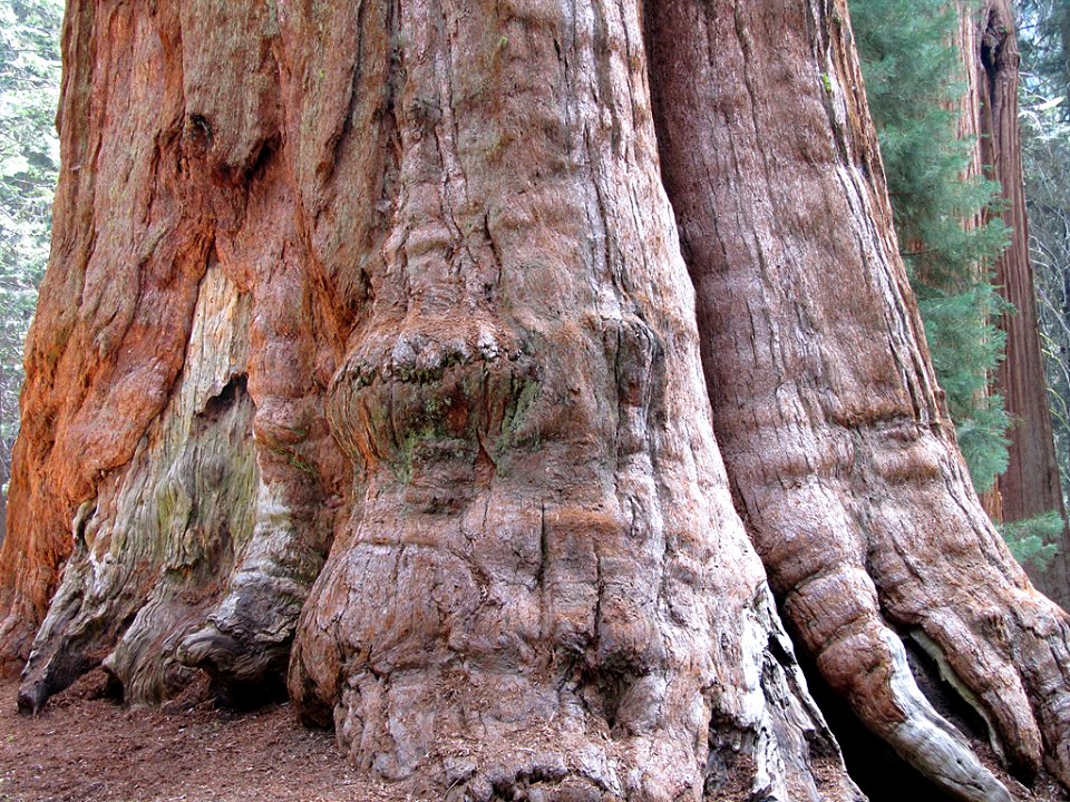 General Sherman Tree at Sequoia National Park in California