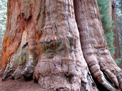 General Sherman Tree at Sequoia National Park in California