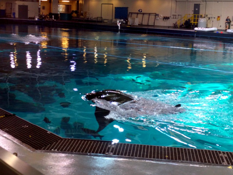 Manta Breaching in pool Georgia Aquarium Atlanta