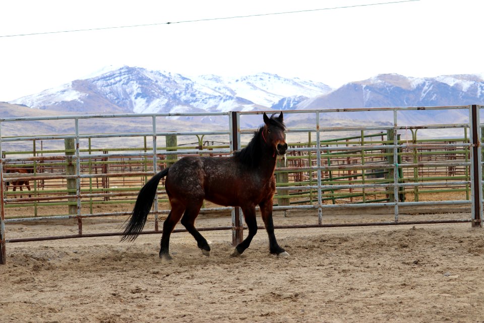 8461  3 year old Gelding (2)