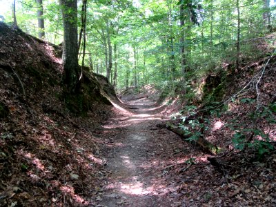 Sunken Trace after years of use this path has been worn into the earth was an animal and Indian and early settlers path Natchez Trace Parkway Mississippi