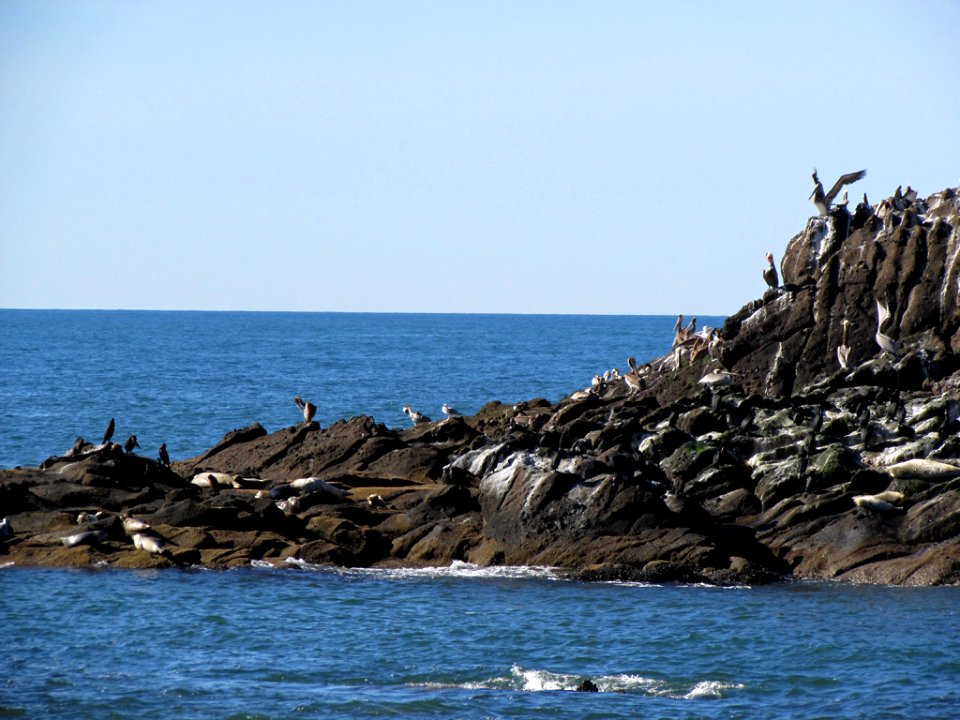Seabirds at Yaquina Head in OR