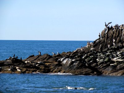 Seabirds at Yaquina Head in OR