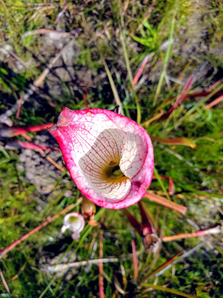 Looking down into a pitcher plant Splinter Hill Bog Bay Minette Alabama