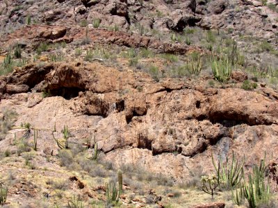 Organ Pipe Cactus NM in Arizona