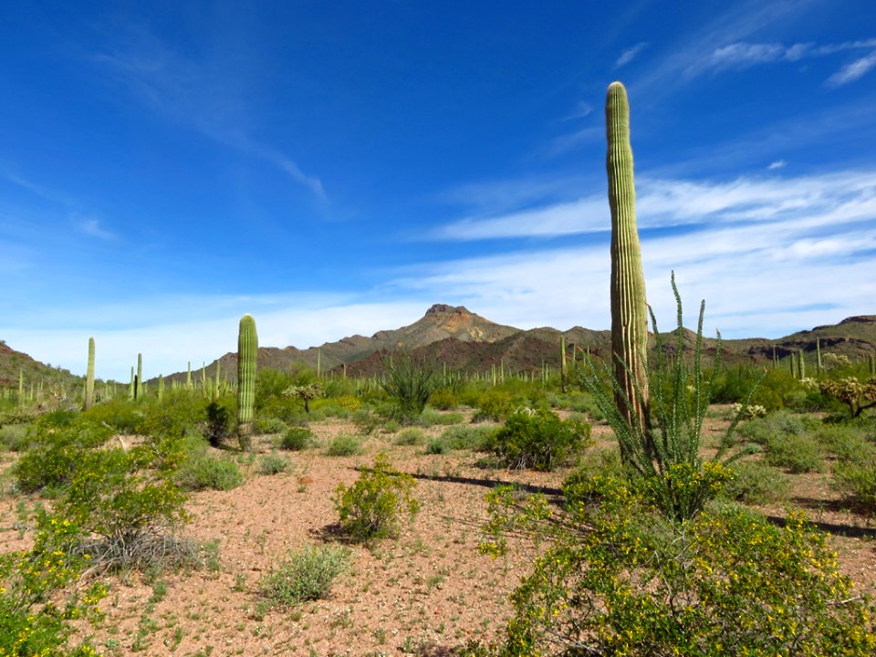 Organ Pipe Cactus NM in AZ