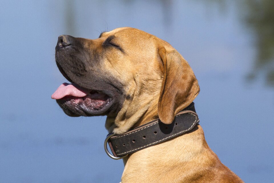 Dogs boerboel tongue