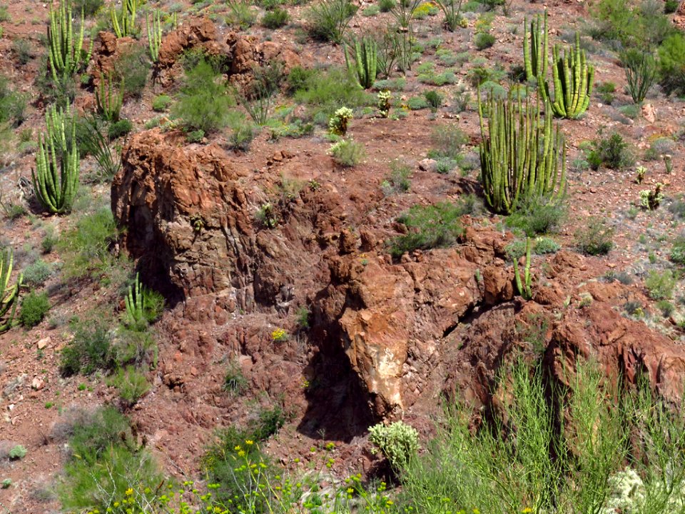 Organ Pipe Cactus NM in AZ