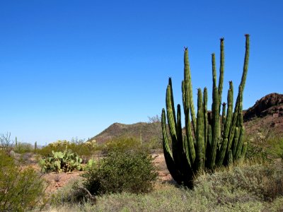 Organ Pipe Cactus NM in Arizona