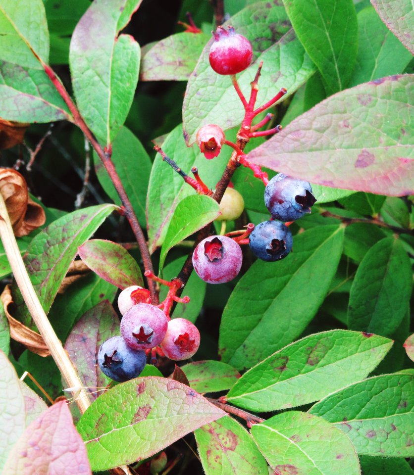 Wild Blueberries Graveyard Fields Asheville TN