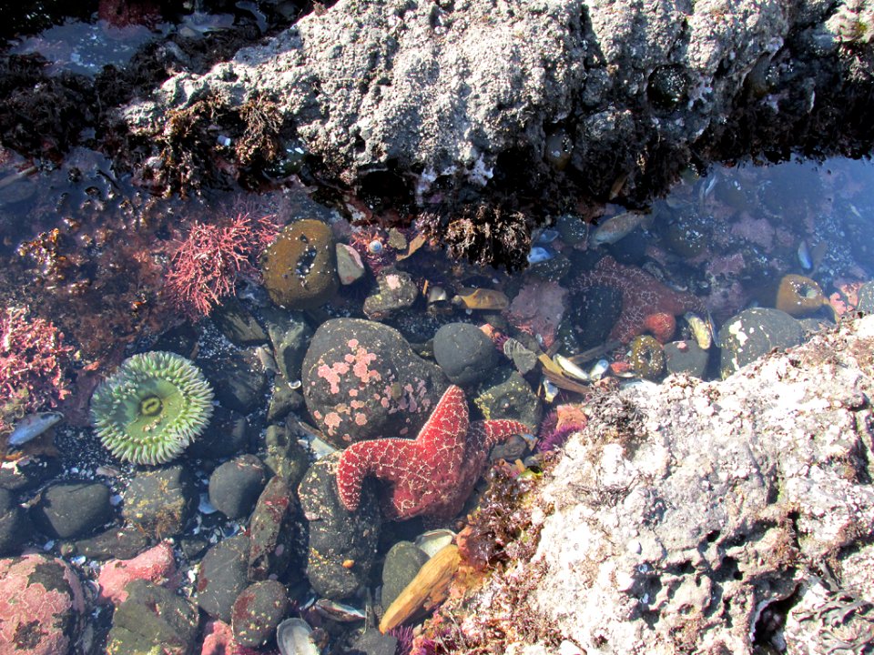 Tidal Pool at Yaquina Head in OR