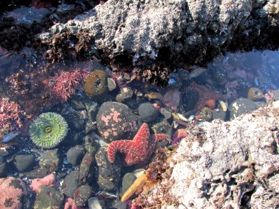 Tidal Pool at Yaquina Head in OR
