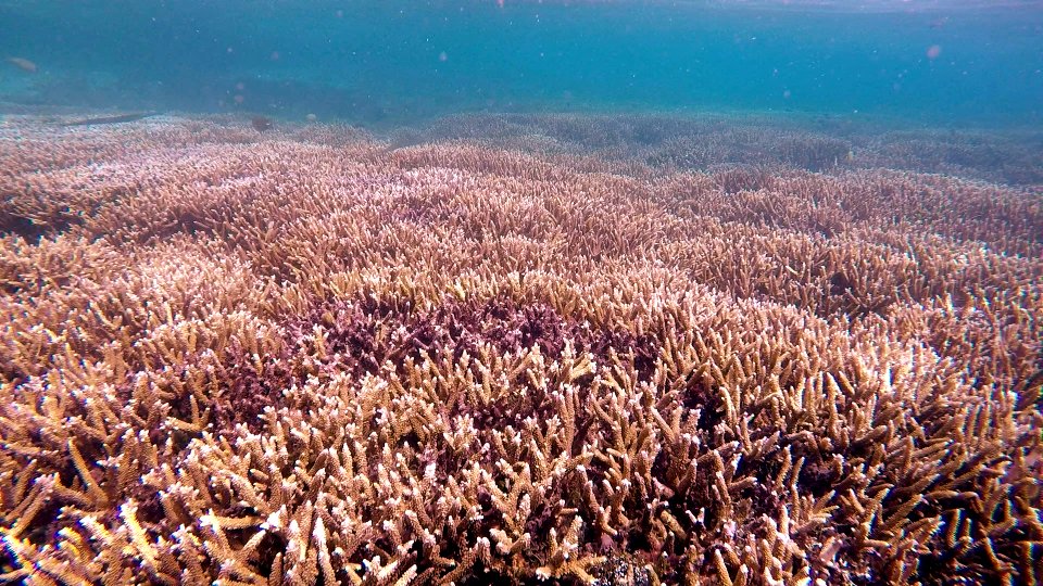 Fields of Staghorn Coral Isle of Pine New Caledonia