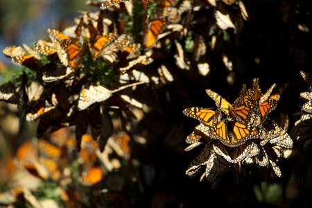Insects colorful migration