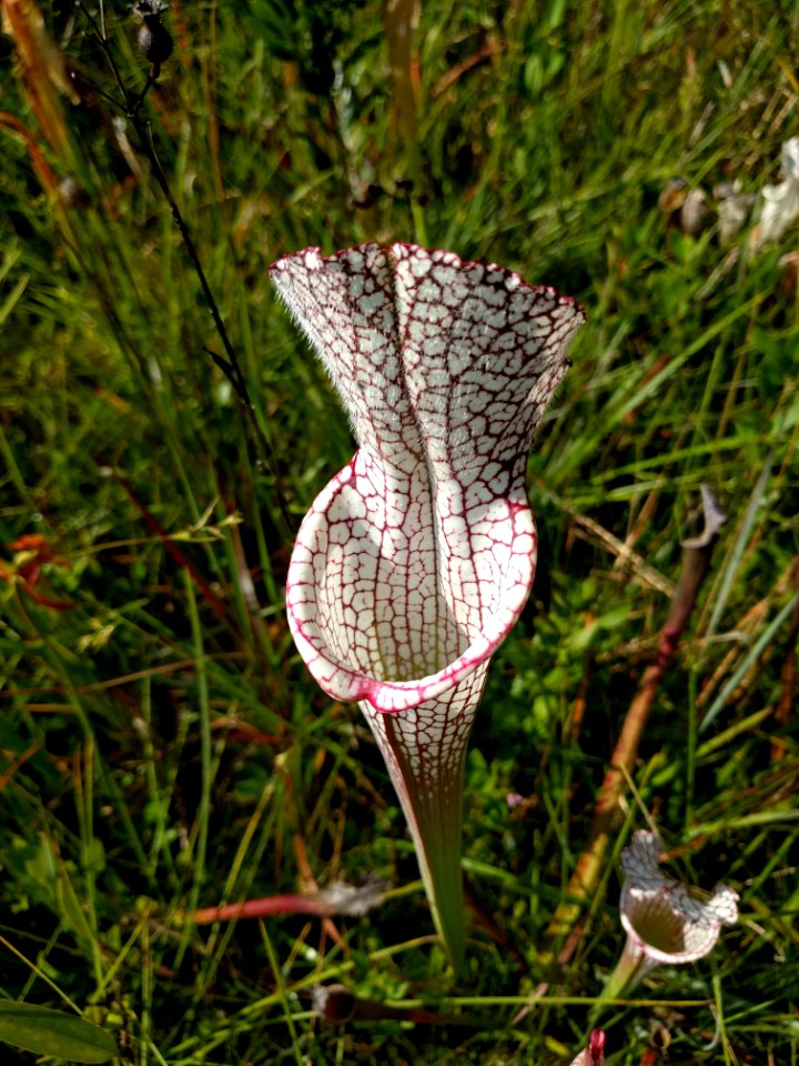 The strange Shape of the pitcher plant Splinter Hill Bog Bay Minette Alabama