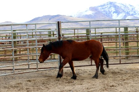 8471  4 Year old Gelding (8)