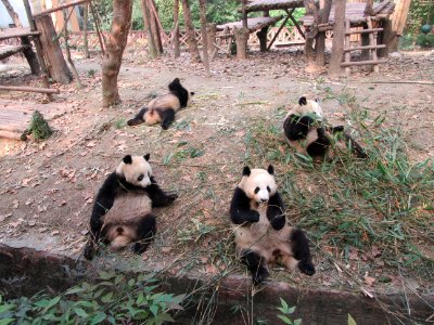 Pandas sitting on the ledge eating Giant Panda Breeding Center Chengdu China photo