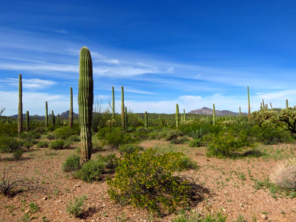 Organ Pipe Cactus NM in AZ