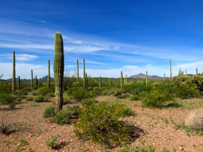 Organ Pipe Cactus NM in AZ